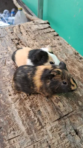Filhotinhos de porquinho
