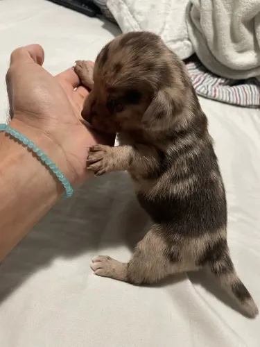 Teckel, Basset,dachshund .