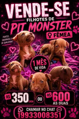 2 filhotes pit monster fêmea