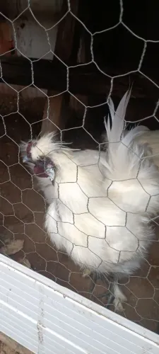 Galinha sedosa
