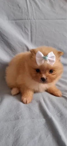 spitz alemão dourada fêmea Anão 