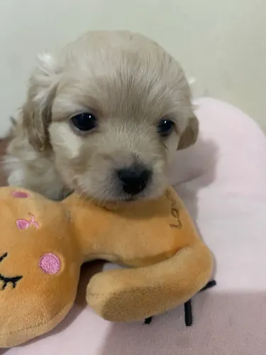 Poodle toy