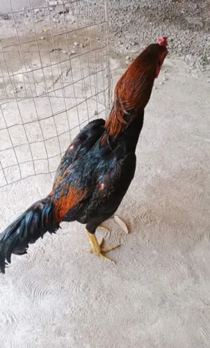Frango de raça