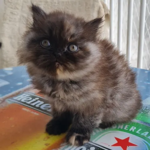 Filhote de Gato Persa
