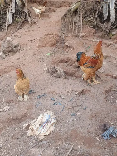 Casal de galinha Brama 