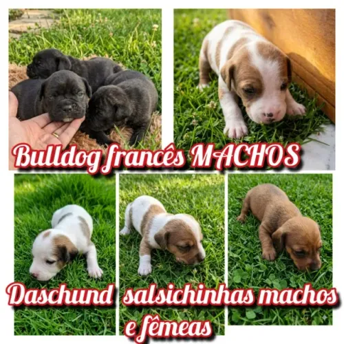 Daschund salsicha macho e fêmea 