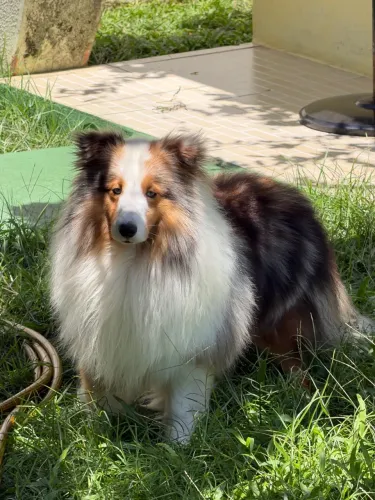 Pastor de Shetland macho padreador com pedigree CBKC sable Merle