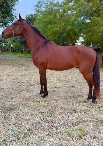 Cavalo Mangalarga Marcha Picada 