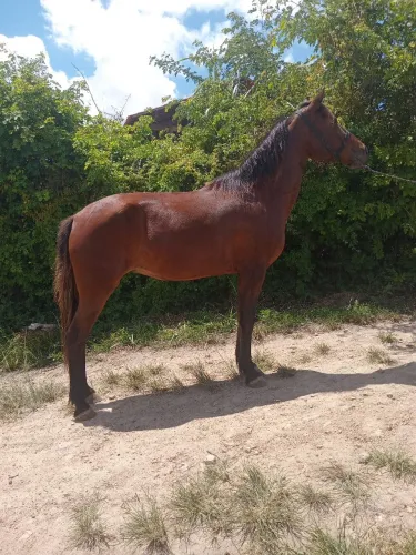 Vende-se e troca-se egua picuira de marcha picada andando muito