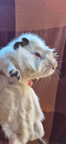 Vendesse porquinhos da Índia Albinos 