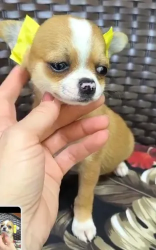 chihuahua femea