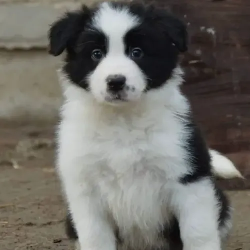 Filhotes de Border Collie | Um filhote para viver momentos felizes.