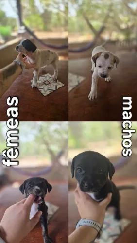 Doaçao de cachorro - filhote