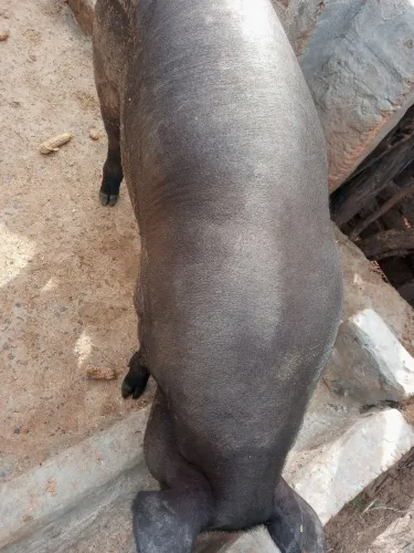 Carne de Porco caipira