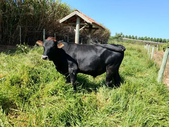 Tourinho Jersey 