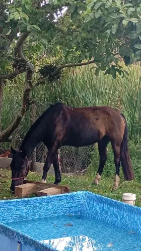 Vendo cavalo bom de lida!