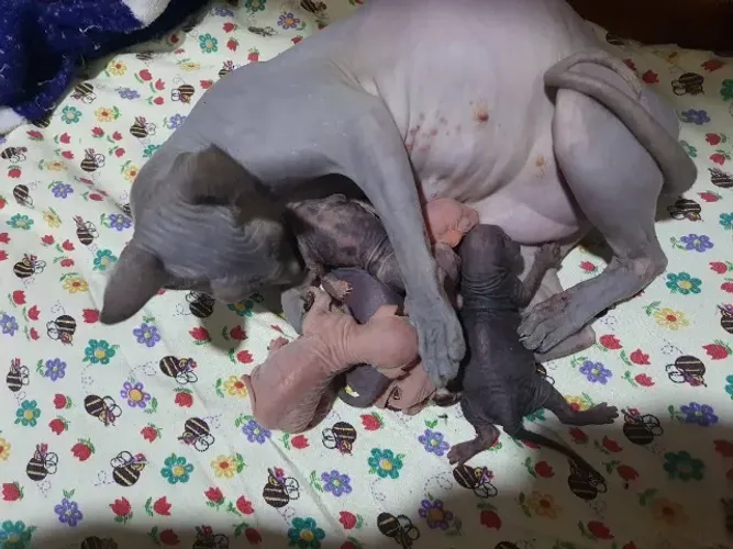 Gato sphynx filhotes maravilhosos
