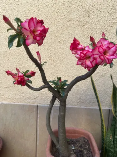 Rosa do deserto