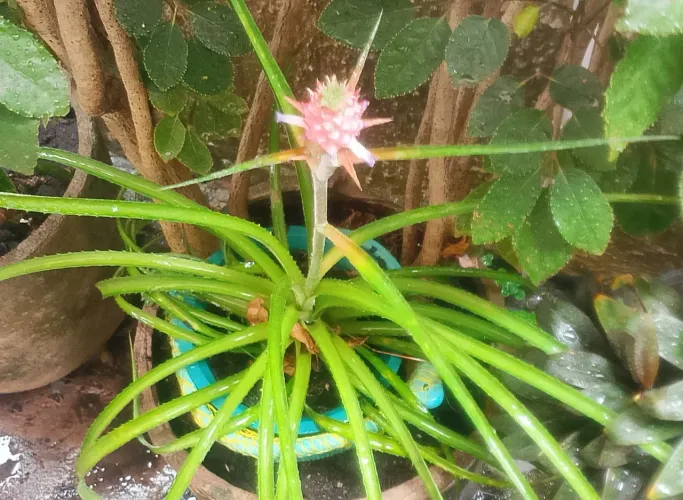 Muda mini abacaxi rosa