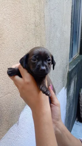 Vendo Filhote de Pinscher/Chihuahua