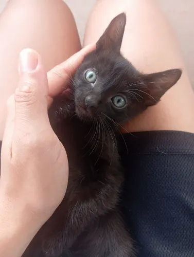 Doação responsável de gatinhos(Sarandi-PR)