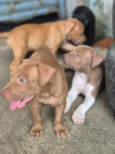 Filhotes de Pit Bull