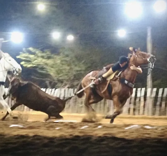 Cavalo de direita pra negócio 