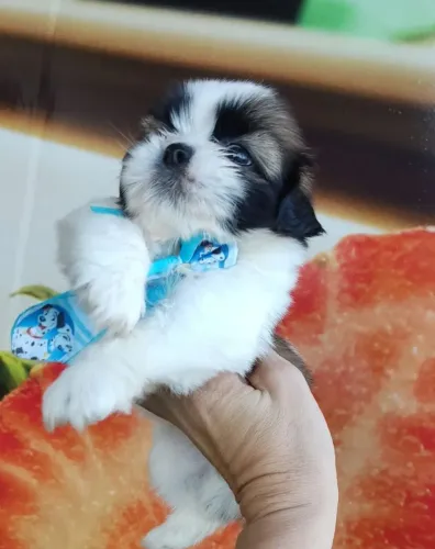Vendo Shitzu macho ?