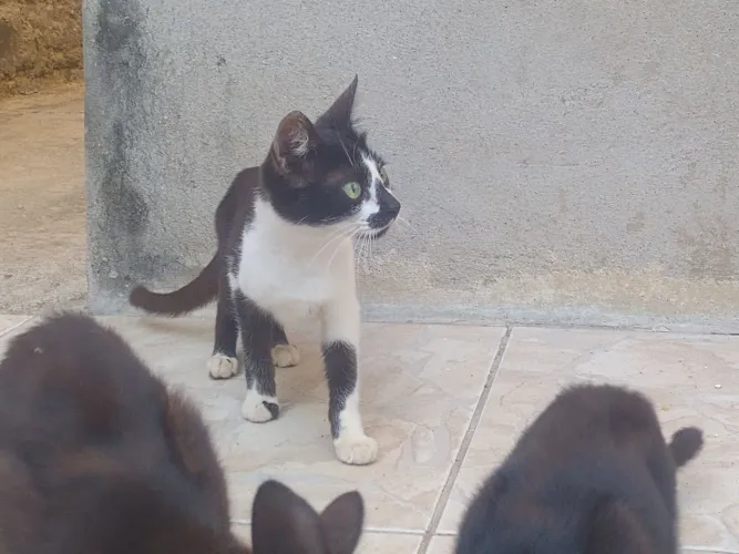 gatinhos machos para adoção (machos)