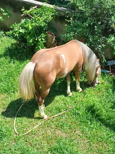 VENDE-SE CAVALO QUARTO DE MILHA