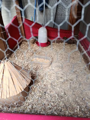 Vendo codorna chinesa 