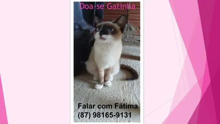 Gatinha castrada para doação