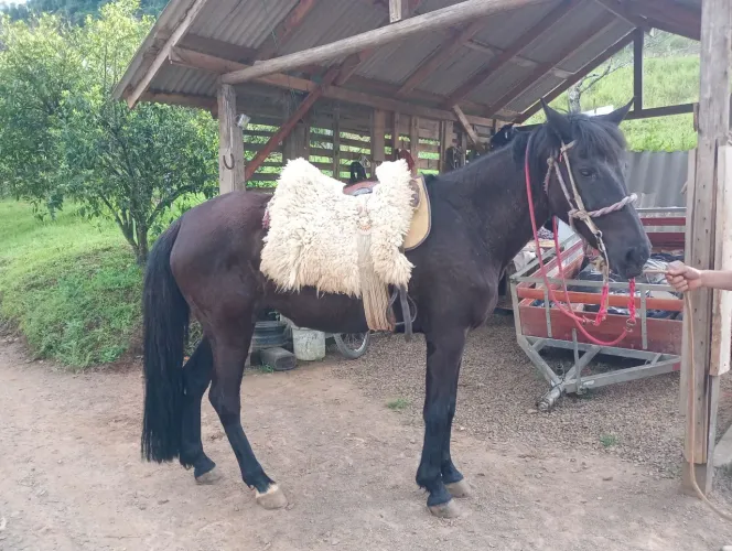 Vende-se linda égua crioula