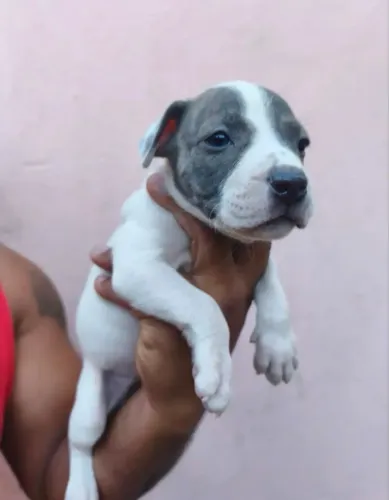 Doação American bully e rot misturado