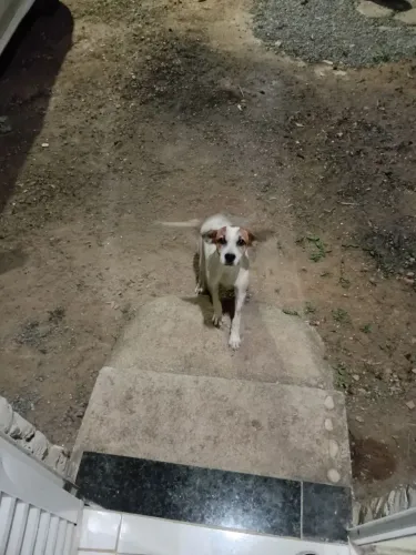Doguinho para Doação 