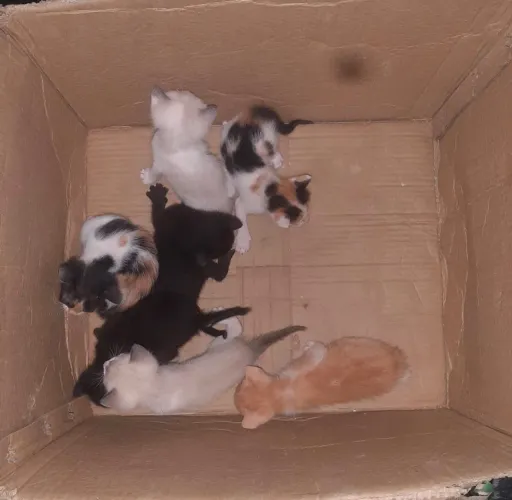 Gatos filhotes para adoção
