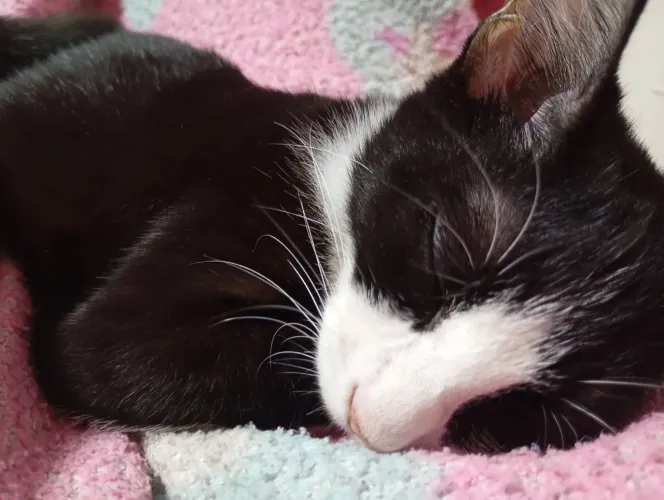 Gatinha para adoção