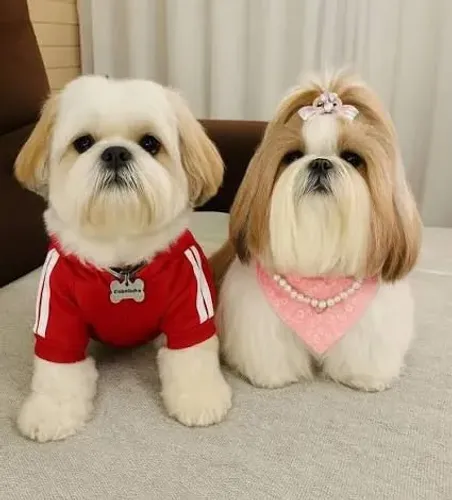 Shih Tzu Toy