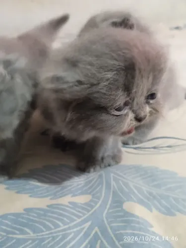 gato persa