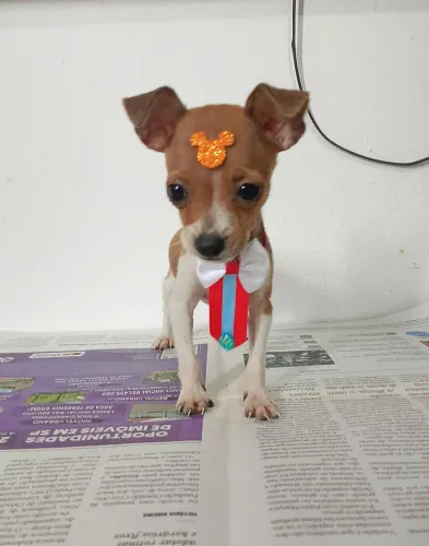 Pinscher zero