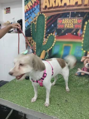 Cachorro