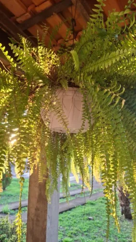 Planta Samambaia