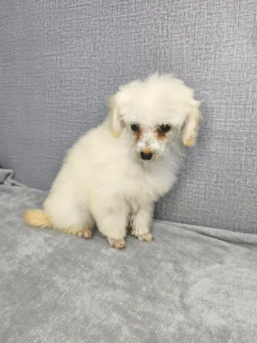 Poodle