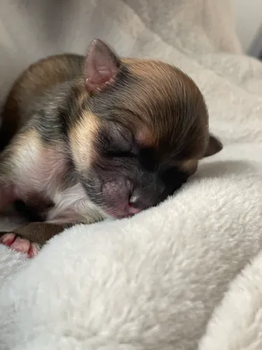 Filhotes Lulu da Pomerânia 