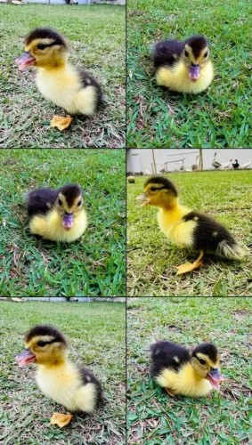 Filhote Pato 