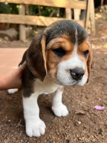beagles com contrato