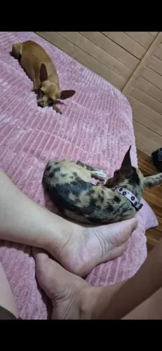 Cães da raça pinscher