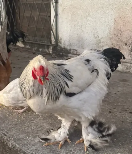 Galo Brahma