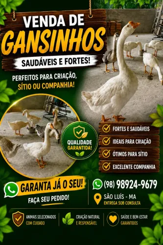 Vendo ganso