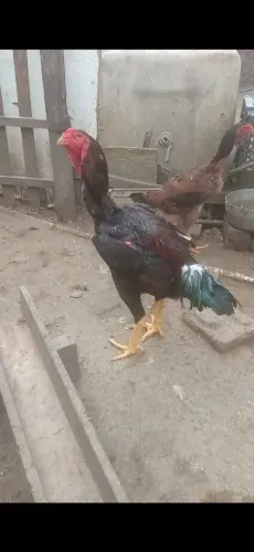 Vendo galo índio gigante 